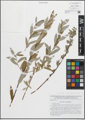 Foto von Salix repens subsp. rosmarinifolia (L.) Andersson